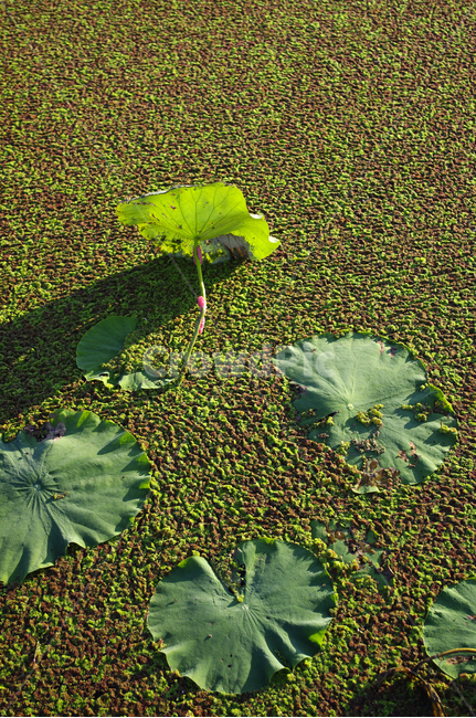 자연,nature,식물,plant,수생식물,연잎,식물,자연,plants,nature
