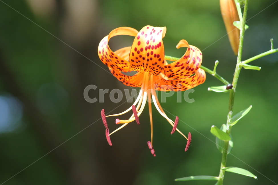 꽃,나리,참나리,야생화,liliumtigrinum,백합