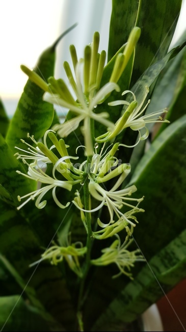 산세베리아꽃,산세베리아,공기정화식물,꽃,green,flower