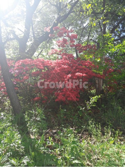 tree,나무,plant,식물,maple,단풍,철쭉나무,빨간꽃,봄꽃,야생꽃