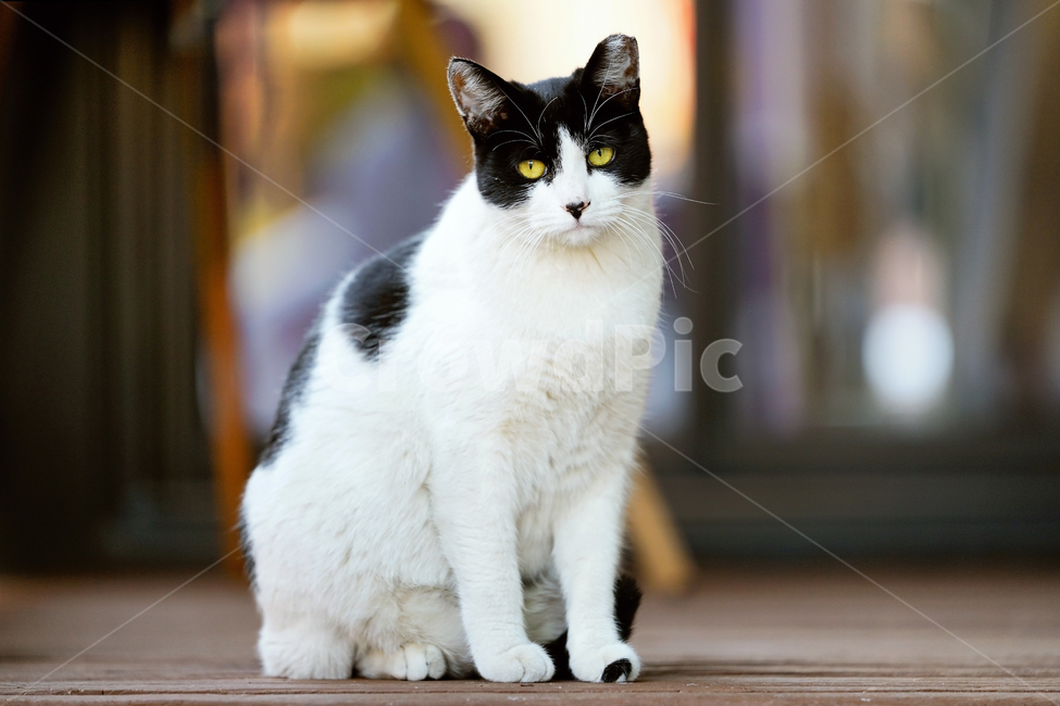 고양이,길고양이,길냥이,야옹이,냐옹이,냥냥이,반려묘,애완묘,반려동물,애완동물,야생동물,펫,캣,포유류,동물,mammal,animal,pet,cat,동물,animal,포유류,mammal,고양이,cat,kitten,kitty