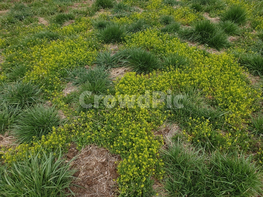grassland,들,목초지,outdoors,plant,countryside