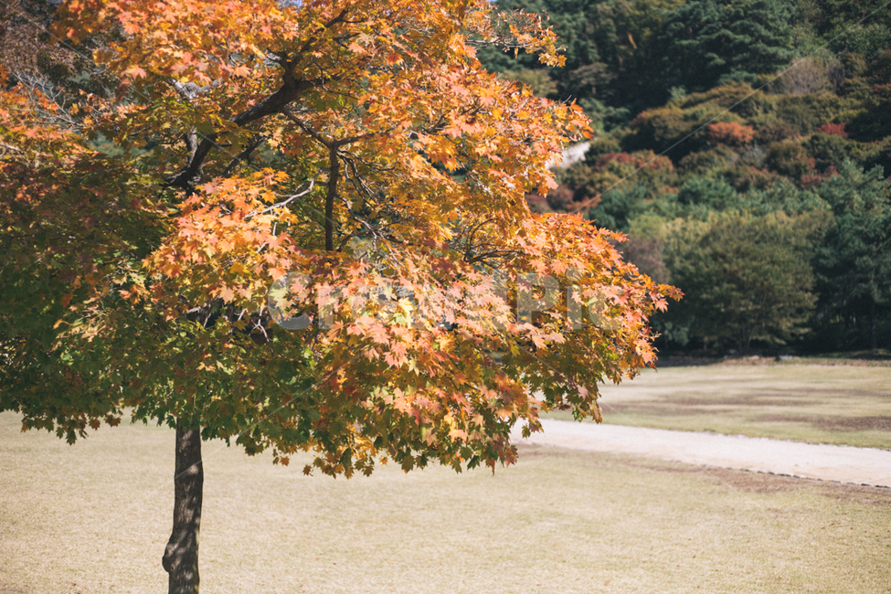 나무,tree,단풍,maple,식물,plant,가을,fall