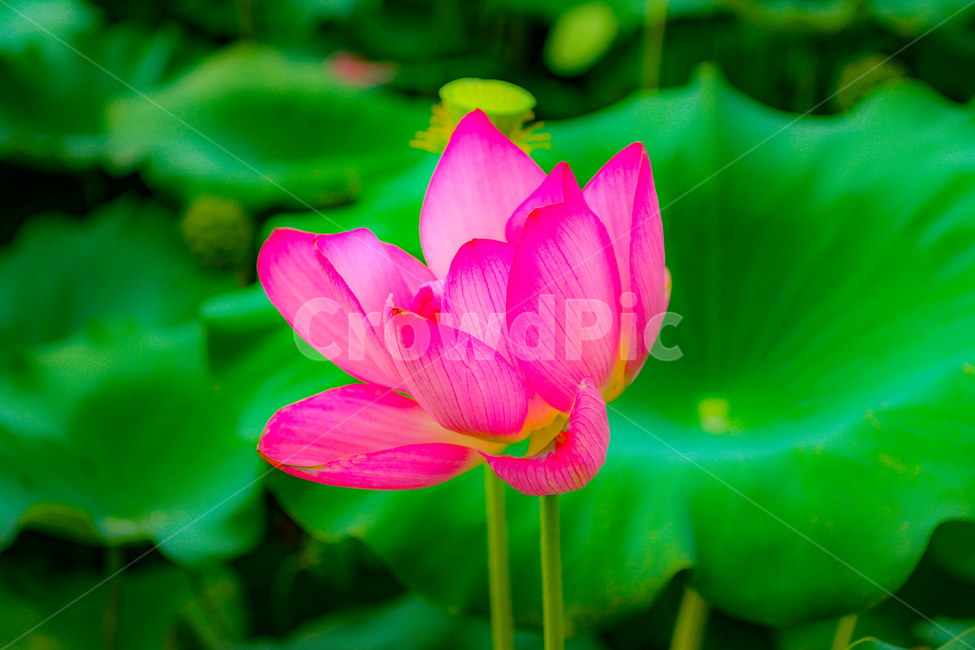 꽃,자연,식물,분홍,초록,색감,식물,자연,plants,nature,꽃,flower