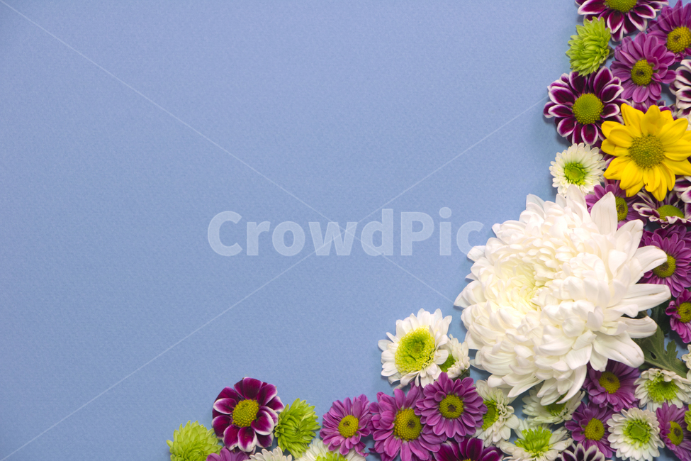 국화,꽃,식물,프레임,꽃잎,배경,백그라운드,다울,식물,자연,plants,nature,꽃,flower,누끼,remove background
