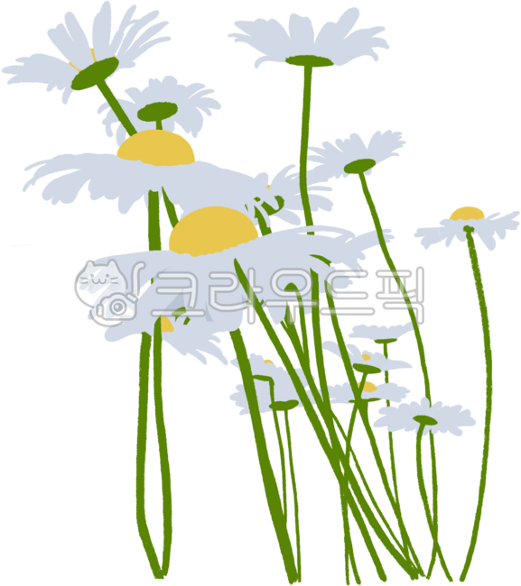 들국화,꽃,가을꽃,가을,데이지,들국화그림,들국화일러,들국화일러스트,들국화손그림,손그림일러스트,일러스트,가을배경,구절초