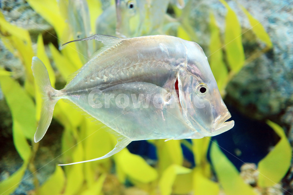 물고기,생선,바다,아쿠아리움,수족관,어류,수중,fish,동물,animal,어류,물고기,fish