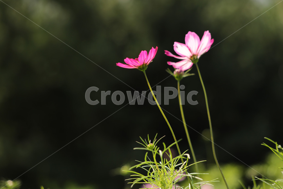 코스모스,분홍,가을,사랑,줄기,식물,자연,plants,nature,꽃,flower