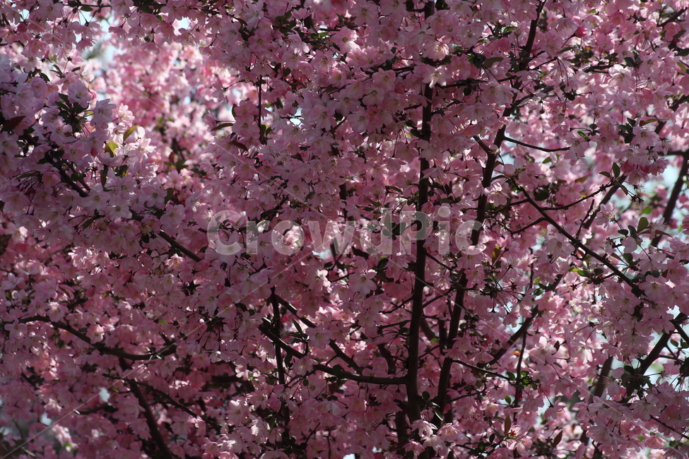 서부해당화,꽃아그배나무,꽃사과나무,봄,crabapple