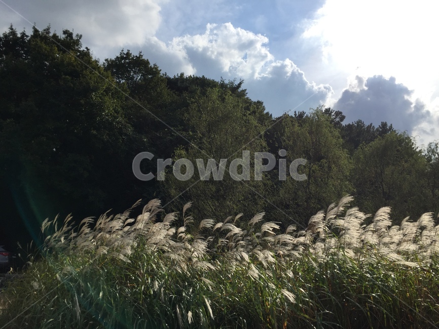 자연,하늘,억새,nature,silvergrass,가을,계절,fall,autumn,season,자연,풍경,nature,landscape,plant,식물,grass,잔디,lawn,reed,갈대