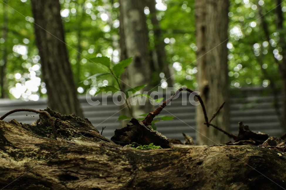 plant,tree,식물,나무,treetrunk,나무줄기,식물,자연,plants,nature,나무,trees,wood