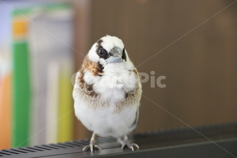 새,십자매,애완조,새대가리,조두,자유,탈출,새장탈출,동물,animal,조류,새,birds