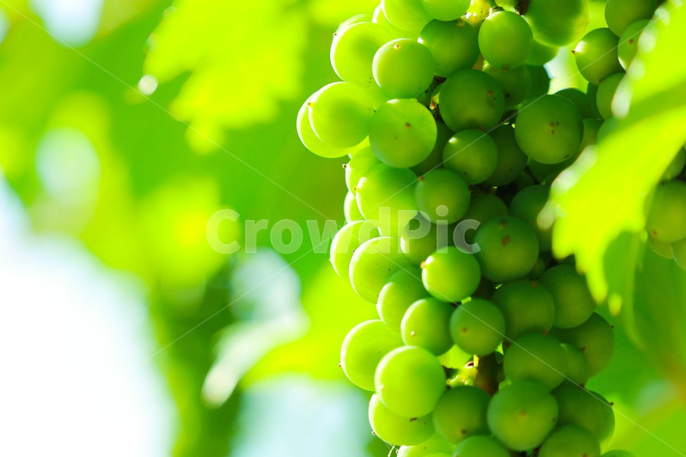 머루,상큼하게,여름,달콤함,시원함,과일,열매,fruit