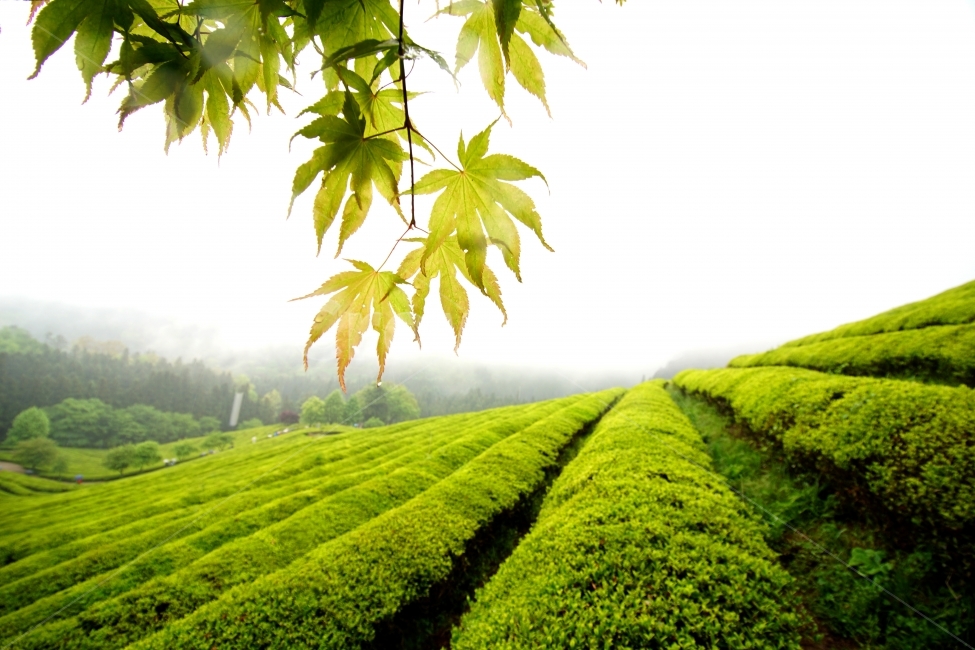 녹차밭,풍경,보성,봄,이슬비,자연,풍경,nature,landscape,한국자연풍경,한국자연경관,korea nature landscape,pottery,도기류,vase,병 장식,jar,항아리,plant,식물