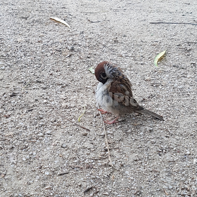 참새,bird,새,animal,동물,동물,animal,조류,새,birds