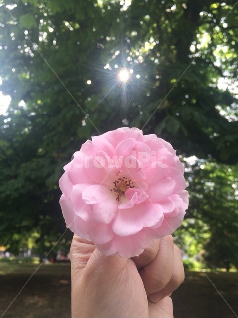꽃,flower,봄,spring,floral,꽃잎,petal,floralleaf