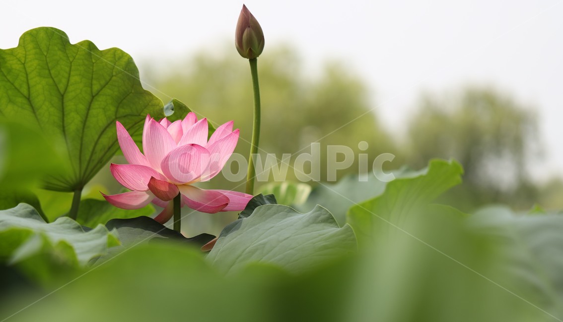 plant,식물,flower,꽃,부여,궁남지,연꽃,식물,자연,plants,nature,꽃,flower