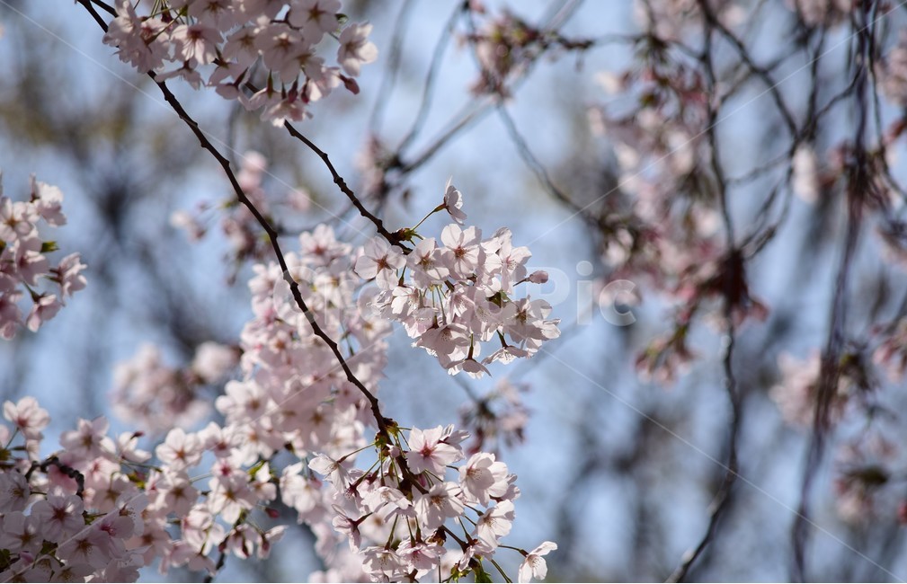 꽃,꽃들,자연,아름다움,장식,벗꽃,붉은색,나무,배경화면,flowers,flower,nature,beautiful,bright,decoration,background,floral,hoya,봄,계절,spring,season,식물,자연,plants,nature,꽃,flower,plant,blossom