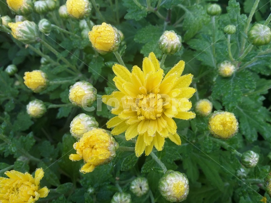 plant,식물,꽃,자연,국화,노란국화,flower,식물,자연,plants,nature,꽃,flower