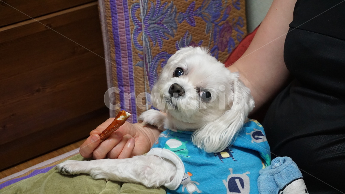 개,강아지,말티즈,마르티스,동물,댕댕이,애니멀,animal,말티스,마르티즈,pet,dog,nature,자연,동물보호,동물,animal,포유류,mammal,개,강아지,dog,doggy