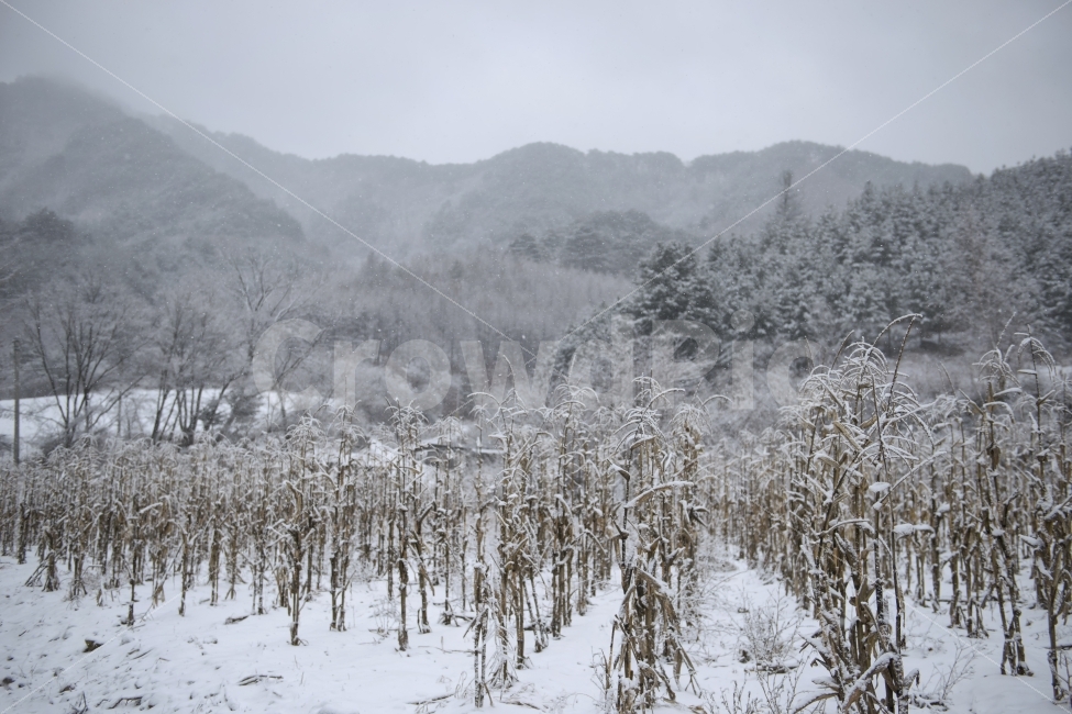 겨울,농촌,눈,설경,밭,옥수수밭,숲,상고대,나무,강원도,추위,강추위,흰색,하얀색,백설,배경,설산,풍경,자연,여행,추운,야외,스노우,화이트,눈꽃,산행,겨울산,산,나무가지,눈오는,소나무,계곡,옥수수,시골집,농가,조용한,한적한,적막,눈내림,눈내리는,눈쌓인,겨울,계절,winter,season,자연,풍경,nature,landscape,한국자연풍경,한국자연경관,korea nature landscape,outdoors,옥외,ice,얼음,snow