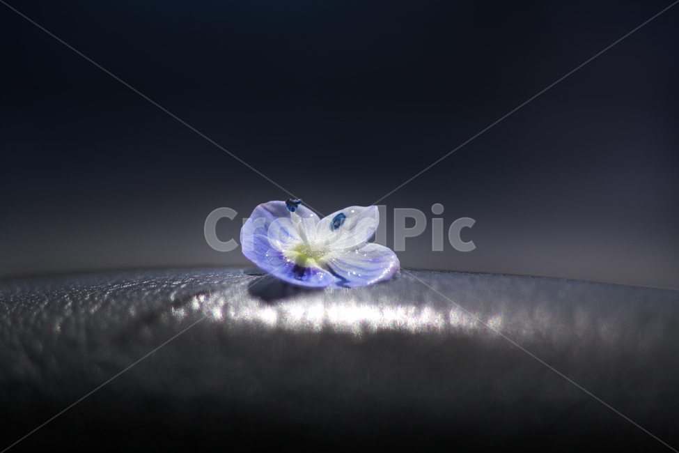 꽃,flower,plant,식물,가죽,배경,백그라운드,꽃잎,검정