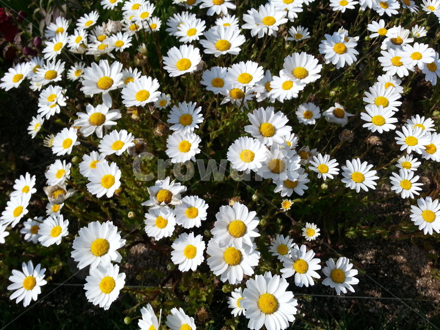 flower,꽃,식물,정원,공원,봄,봄꽃,흰색,흰꽃