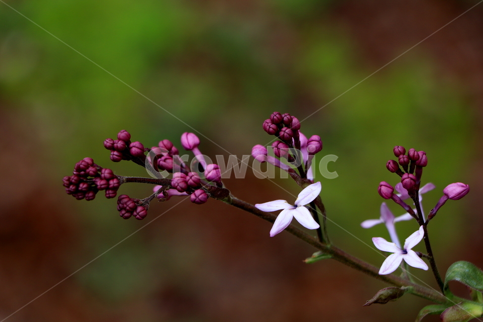 꽃,봄,식물,계절,라일락,봄,계절,spring,season,식물,자연,plants,nature,꽃,flower,plant,blossom