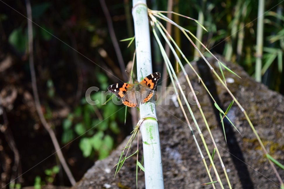 나비,곤충,자연,화려한,butterfly,아름다운,야생동물,야생곤충,대나무,산,nature,곤충,벌레,insect,bug