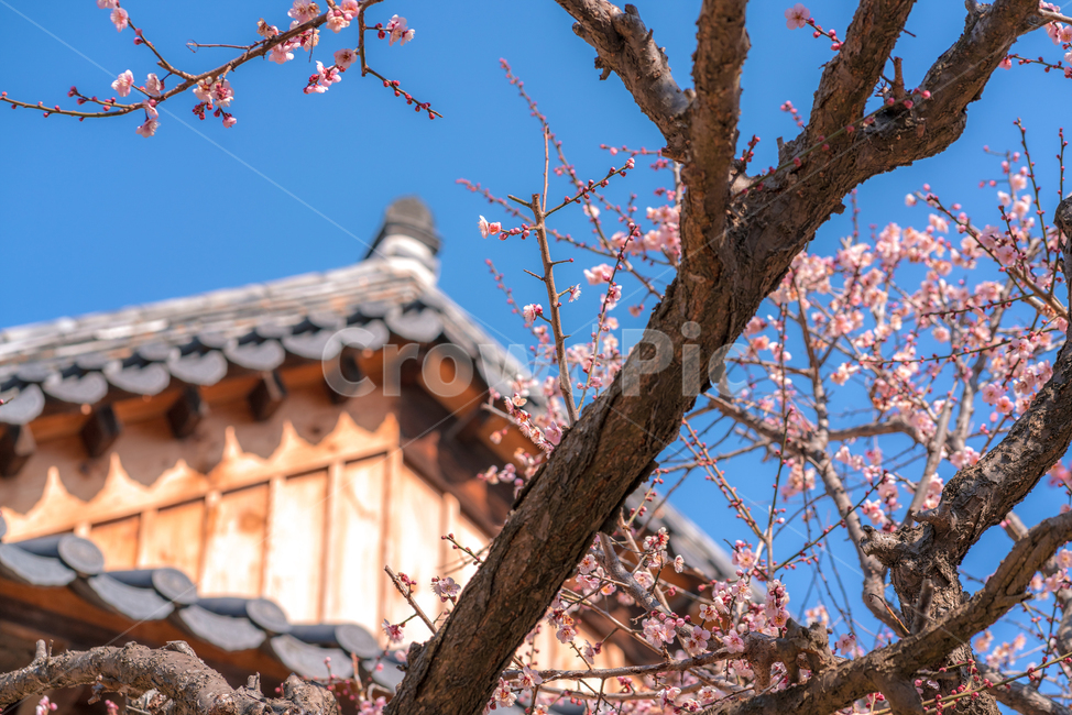 매화,홍매화,통도사,절,봄,봄꽃,봄,계절,spring,season,식물,자연,plants,nature,꽃,flower