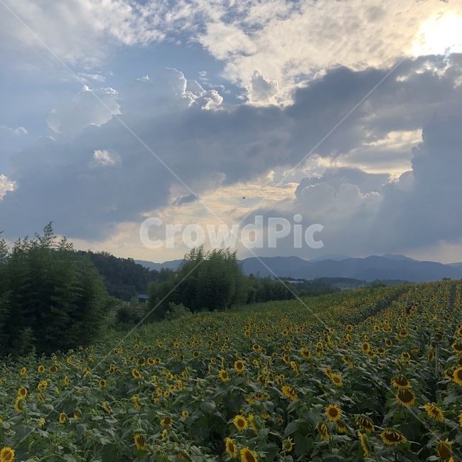 nature,자연,하늘,해바라기,빛,들,자연,풍경,nature,landscape,field,outdoors,옥외,grassland,목초지