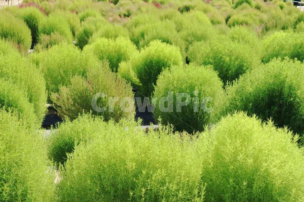leaf,forest,trees,tree,garden,fresh,field,park,landscape,natural,beautiful,outdoor,grass,background,nature,green,plant,식물,초목,나무,초록,댑싸리,정원,공원,식물,자연,plants,nature