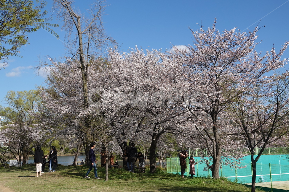plant,blossom,flower,꽃,식물,꽃,flower,나무,trees,wood