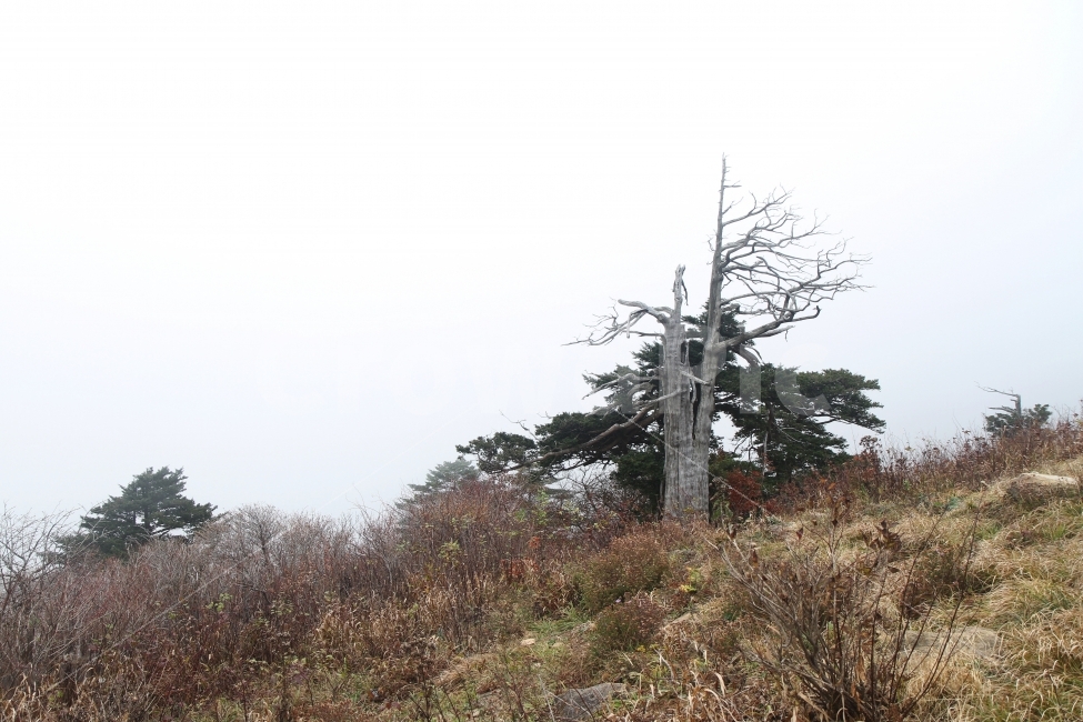산,풍경,주목이있는풍경,고사목이있는풍경,자연,가을,계절,fall,autumn,season,자연,풍경,nature,landscape,식물,plants,나무,trees,wood,plant,tree,outdoors,옥외