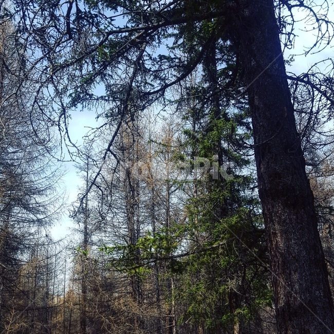 나무,숲,자연,가을,겨울,몽골,산