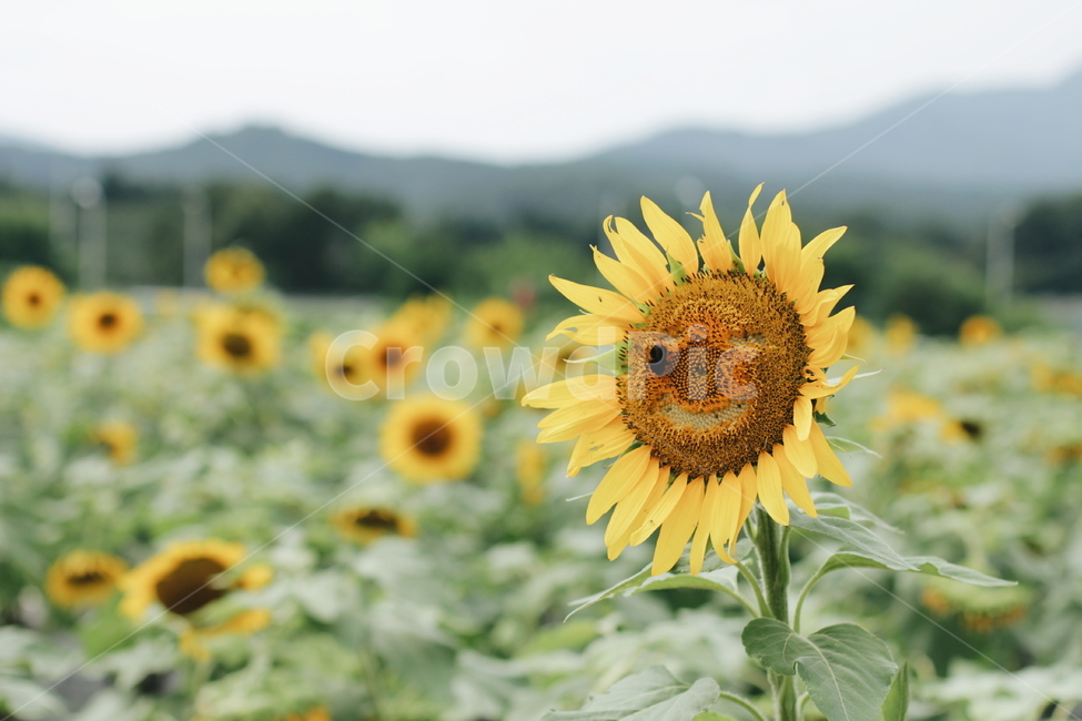 해바라기,벌,여름,꽃,여름꽃,꽃밭,들판,표정,웃음,flower,자연,nature,sunflower,식물,자연,plants,nature,꽃,flower
