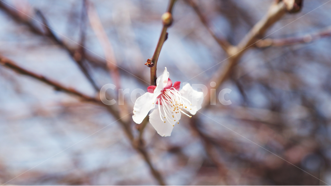 벚꽃,꽃,봄,정서,따뜻함,나뭇가지,봄,계절,spring,season,식물,자연,plants,nature,꽃,flower,plant