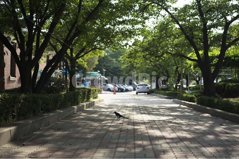 길,까치,새,그림자,그늘,여름,도서관,자연,풍경,nature,landscape,동물,animal,조류,새,birds,path,통로,flagstone,판석,walkway,보도,outdoors,옥외