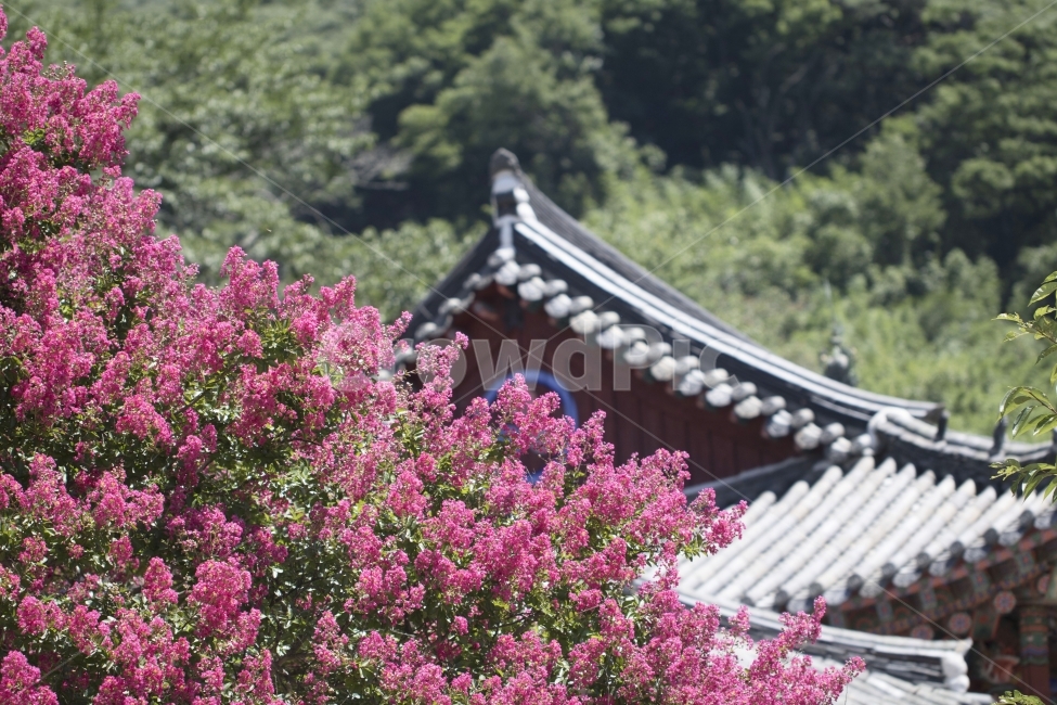 Crape myrtle,zinnia,crepe myrtle,hanok,traditional house,photo,single photo,design,source,photo,photo material,background,background photo,background,Korea,East,Asia,tradition,landscape,nature,environment,outdoor,day,morning,plant,