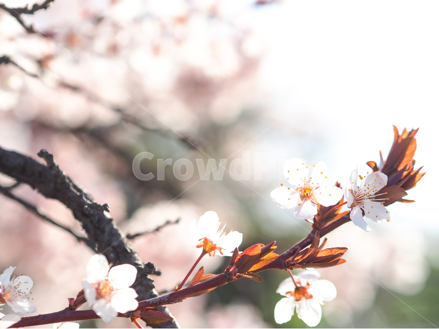 봄,식물,자연풍경,꽃,감성사진,봄,계절,spring,season,식물,자연,plants,nature,꽃,flower,감성,sensible,feeling,휴식,힐링,rest,relaxation,healing,plant