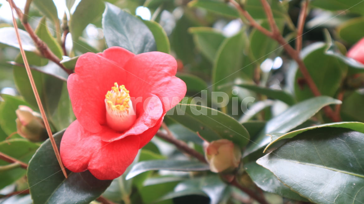 plant,식물,blossom,flower,꽃,camelliaflower,동백,동백꽃,자연,nature,식물,자연,plants,nature,꽃,flower