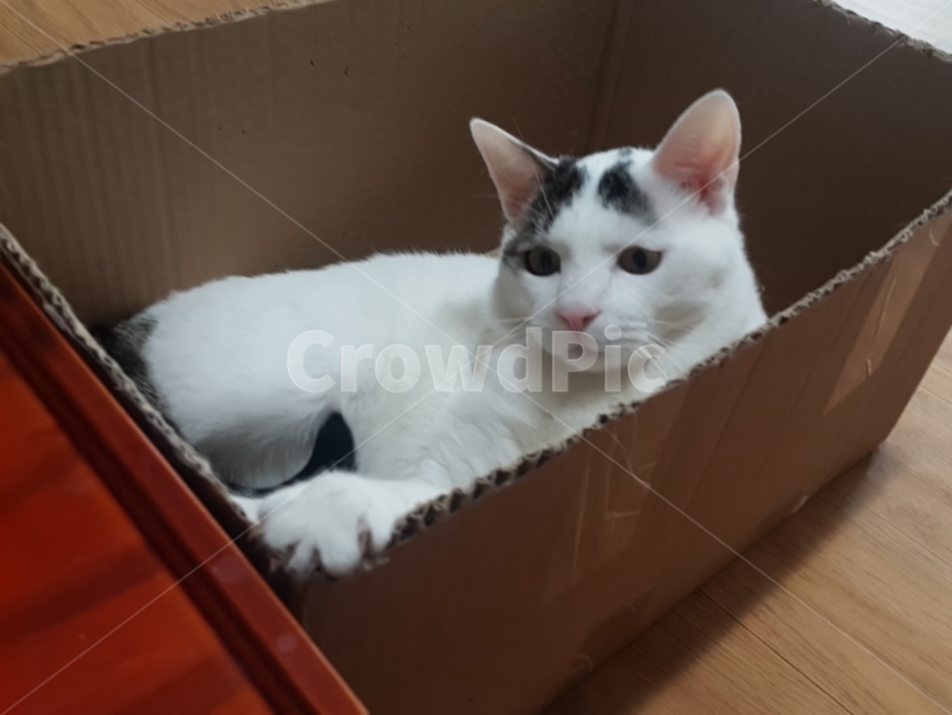 고양이,박스냥이,코리아숏헤어,애완동물,나비,동물,animal,포유류,mammal,고양이,cat,kitten,kitty