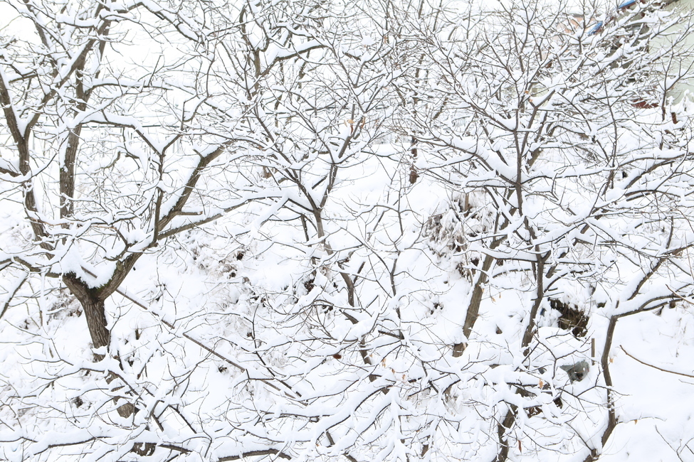 겨울,나무,화이트,눈,winter,겨울,계절,winter,season,자연,풍경,nature,landscape,outdoors,옥외,blizzard,눈보라,storm,폭풍,snow