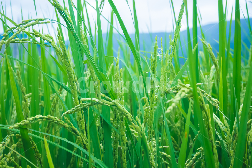 논,벼,자연,쌀,풍경,rise,asianrise,nature,곡류,곡식,cereals,산업,industry,industrial,농업,농사,agriculture,farming,farming industry
