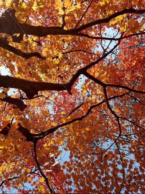 가을,단풍,울긋불긋,빨강,노랑,나무,알록달록,가을감성,가을,계절,fall,autumn,season,tree,plant,식물,maple,leaf,잎