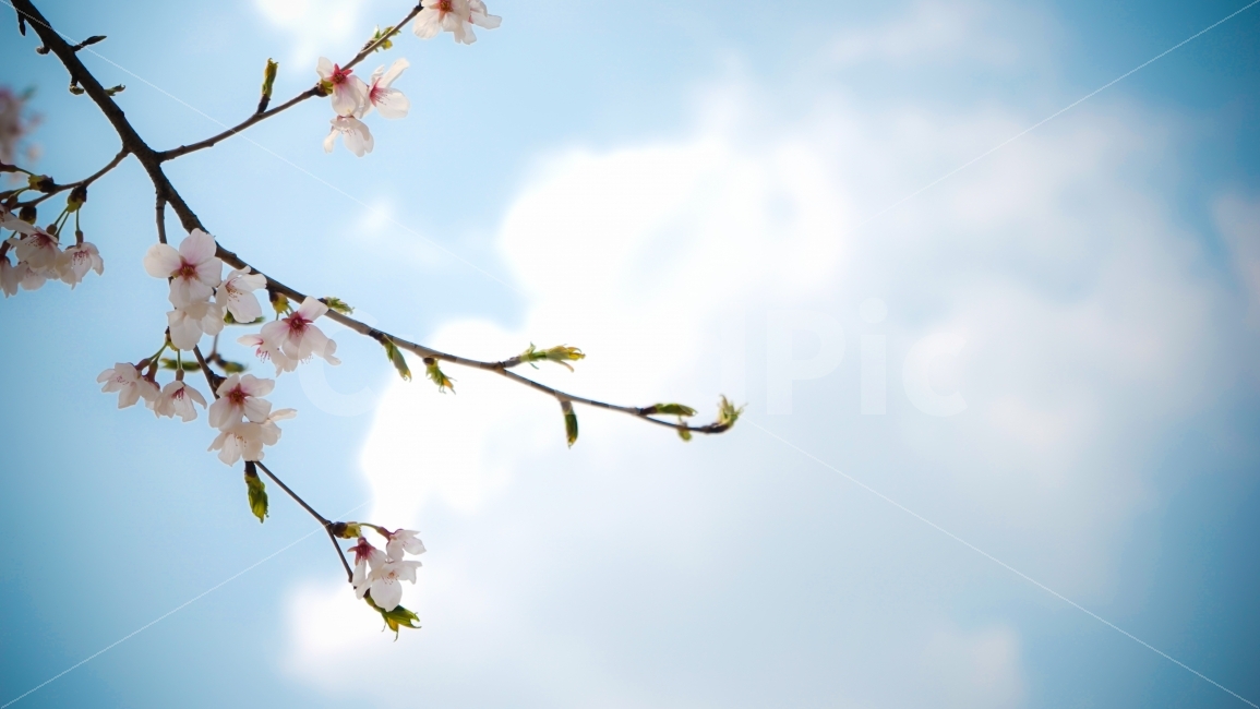 sky,spring,Cherry Blossom,petal,Cherry Blossom Ending