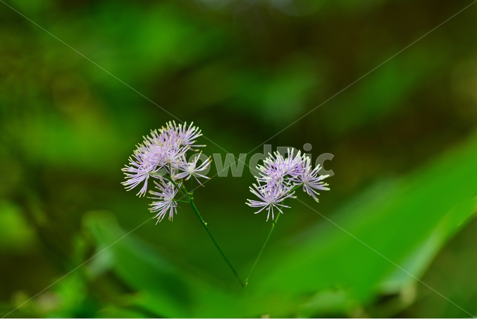 plant,식물,blossom,flower,꽃,은꿩의다리