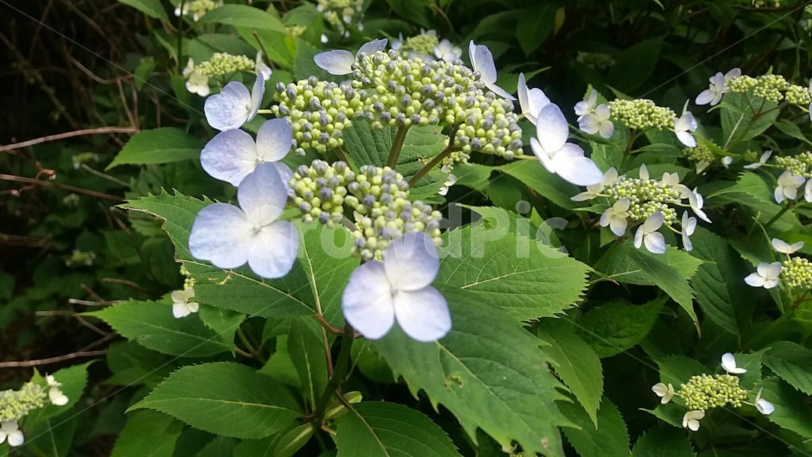 산수국,산책길,수국,숲길,산수국꽃,수국꽃