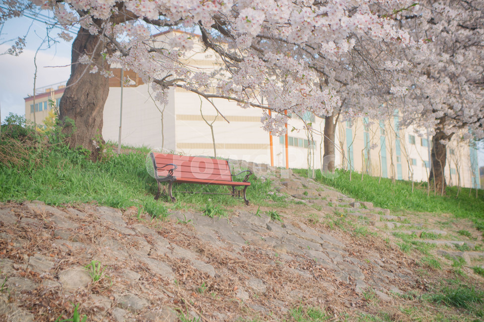 봄,계절,벚꽃,자연,풍경,봄꽃,꽃,blossom,cherryblossom,식물,plant,spring,season,nature,landscape,의자,벤치,chair,bench,봄,계절,spring,season,자연,풍경,nature,landscape,furniture,가구