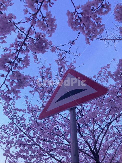밤,꽃,밤꽃,벚꽃,밤벚꽃,표지판,감성